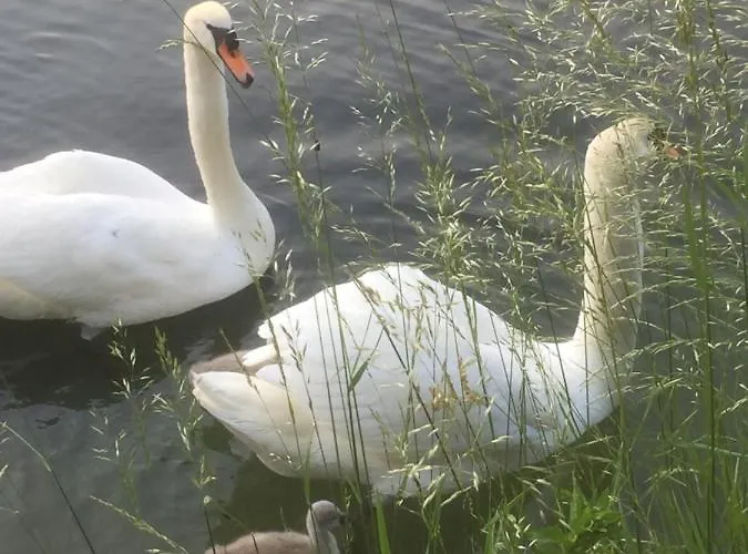 Tiny House- Maggiore -malpensa Airport - Country house *